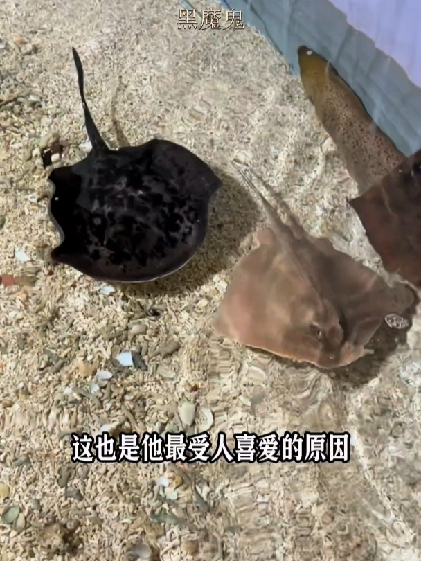 黑魔鬼