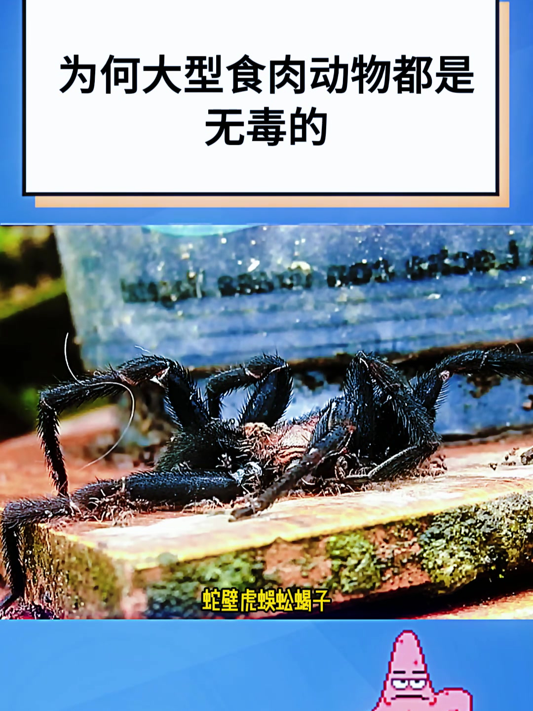 为何大型食肉动物都是无毒的