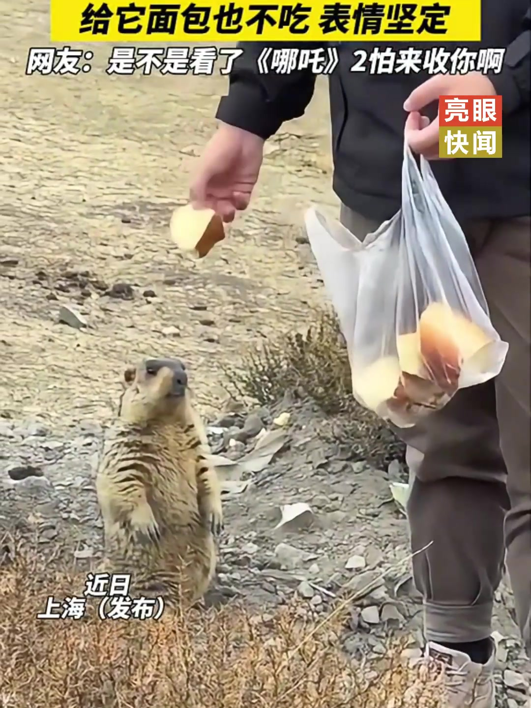 游客偶遇路边站岗的土拨鼠 给它面包也不吃小表情坚定