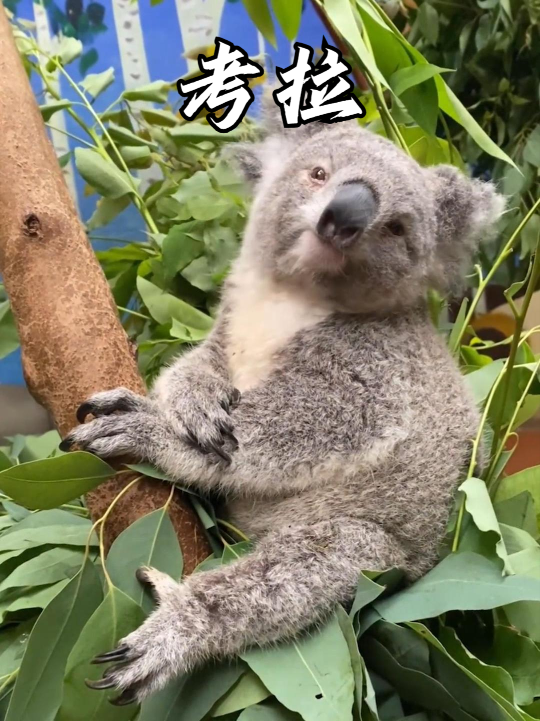 考拉光滑的大脑,光滑得像鸡胸肉,根本无法思考复杂的问题