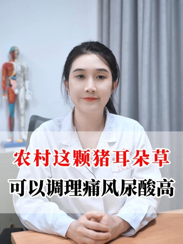 农村这颗猪耳朵草,可以调理痛风尿酸高