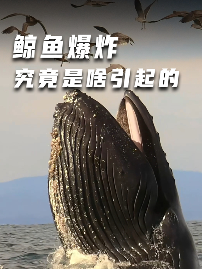 鲸鱼死后为什么会爆?深海里的定时炸弹