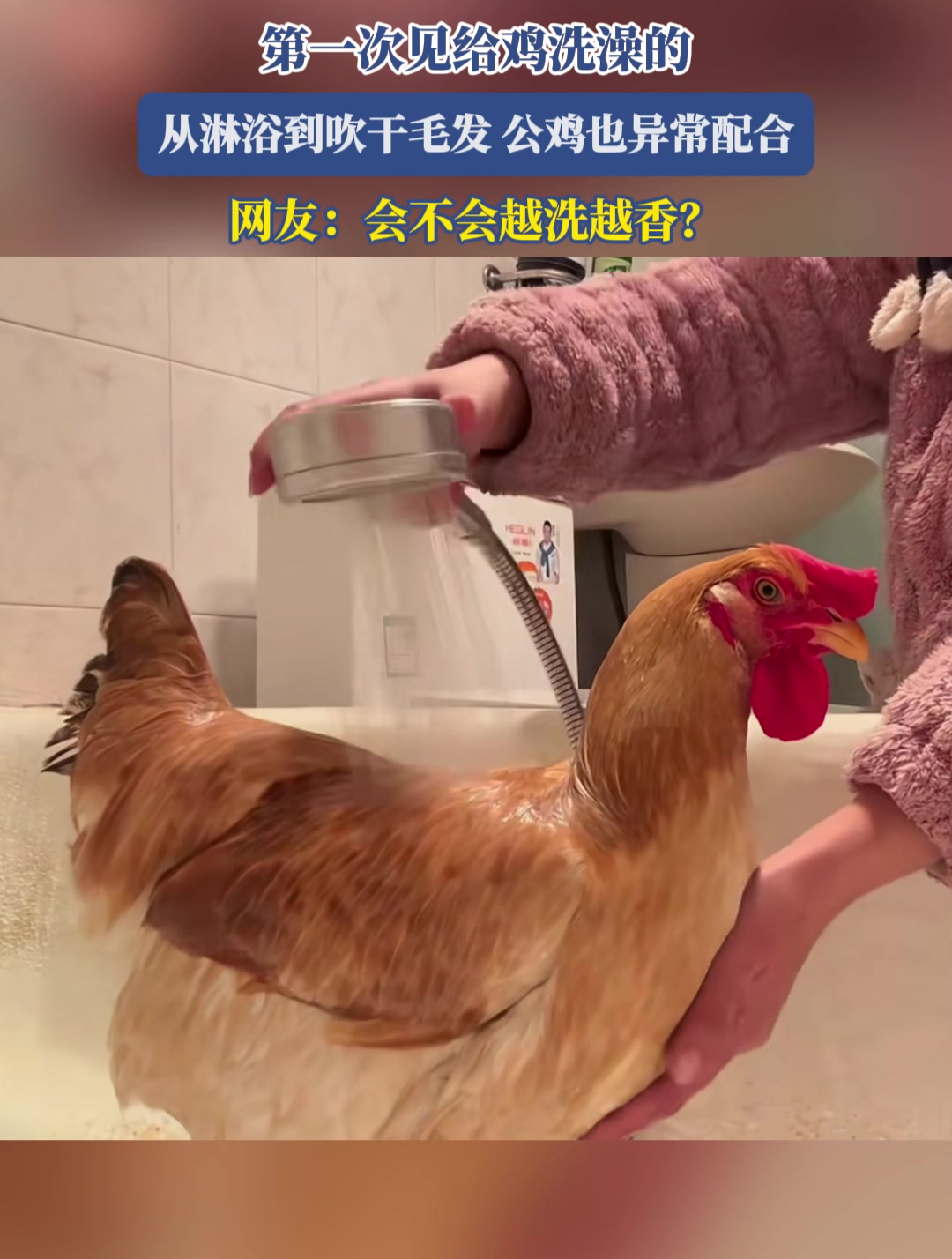 第一次见给鸡洗澡的,从淋浴到吹干毛发,公鸡异常配合