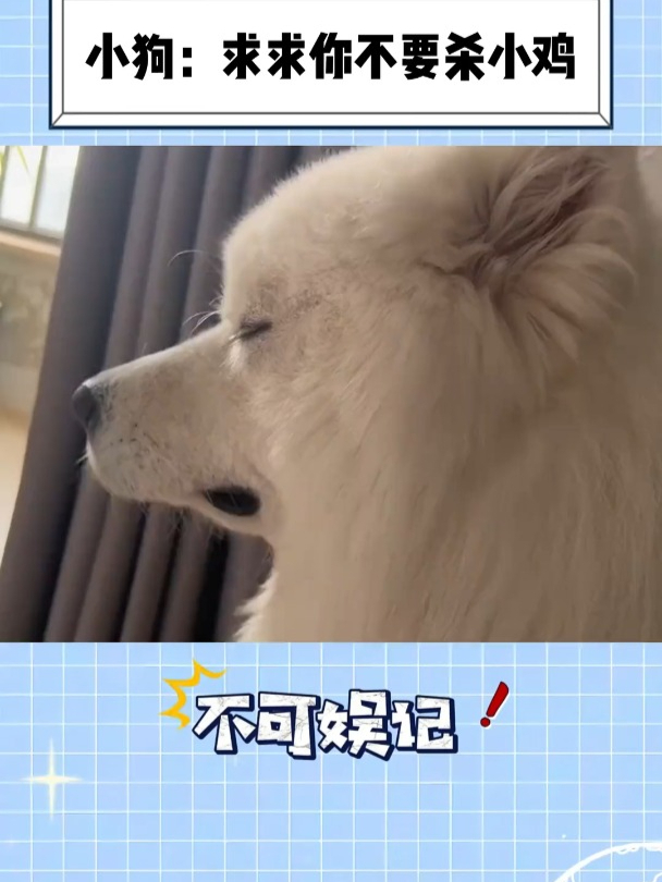 小狗不停的求助不要杀小鸡