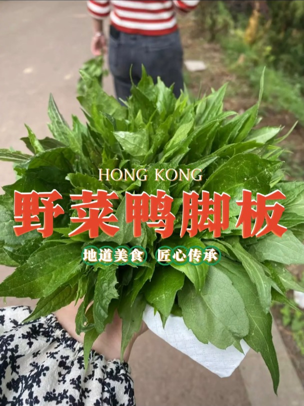 尝鲜野菜鸭脚板山野清香与独特口感相融农家风味十足