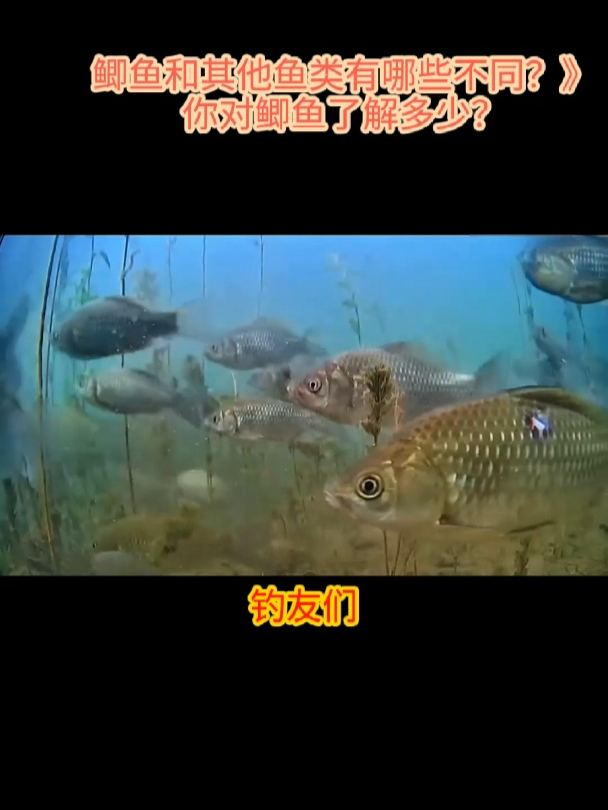 鲫鱼和其他鱼种有哪些不同?你对鲫鱼了解多少?