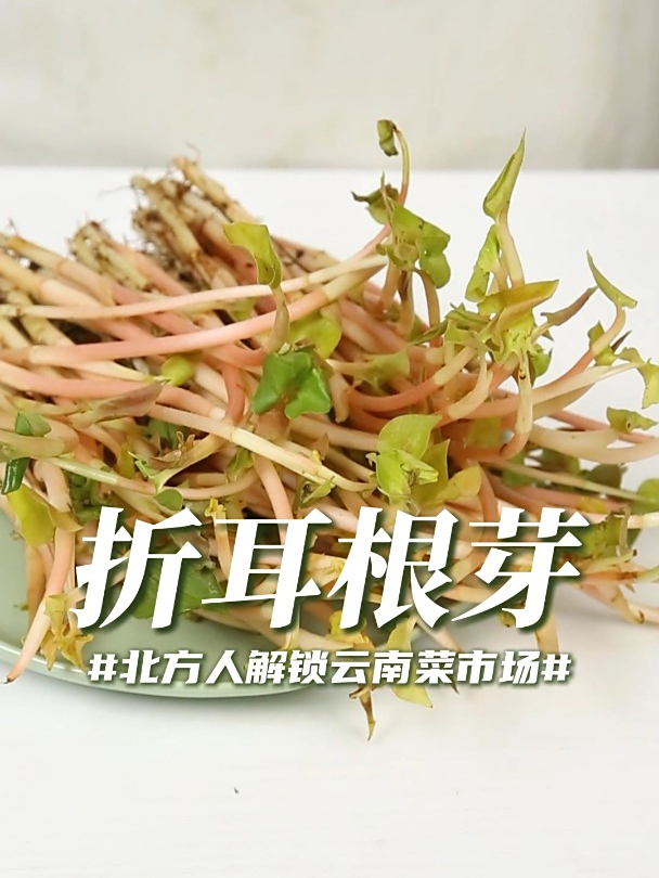 超级少见的折耳根芽!一个全新的味道,比折耳根更清新更脆……