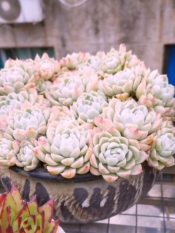 这么大一盆多肉白月影,喜欢吗?可惜我很难将它养得更美了!