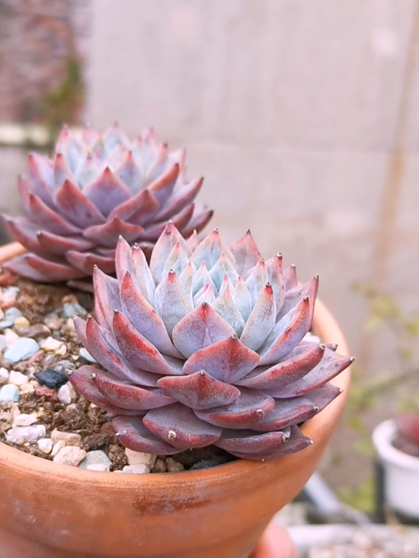 多肉粉蓝鸟真的不爱爆侧芽,好多年了还是两头!