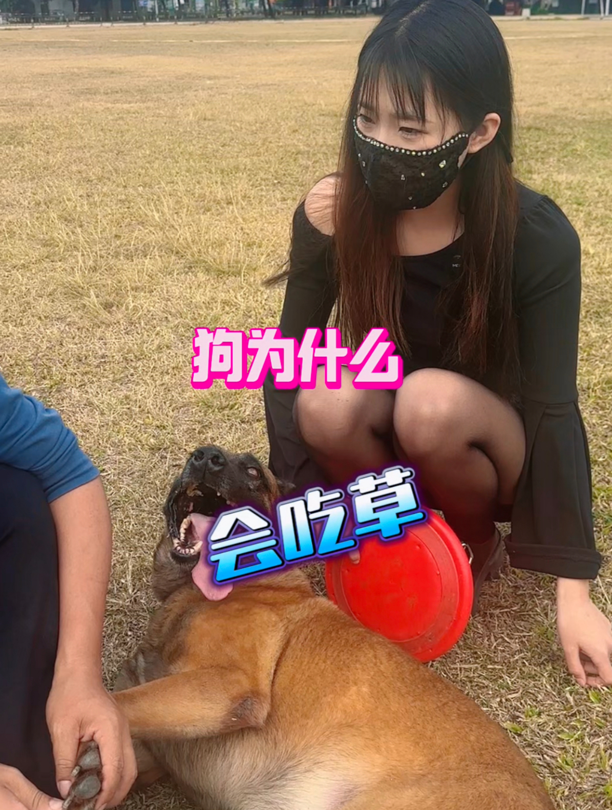 狗为什么会吃草?是本能驱使,还是身体发出了特殊信号?