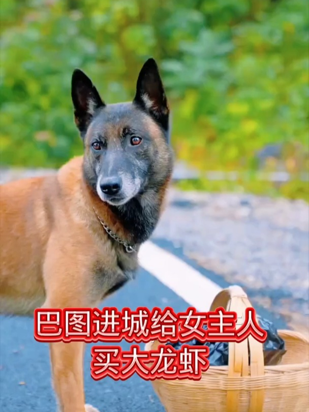 巴图进城给女主人买大龙虾