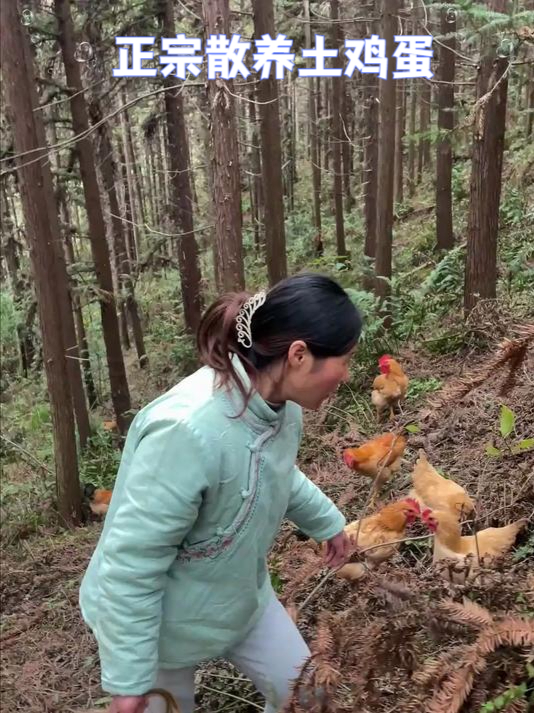 正宗散养土鸡蛋,又香又好吃,原产地现捡现发