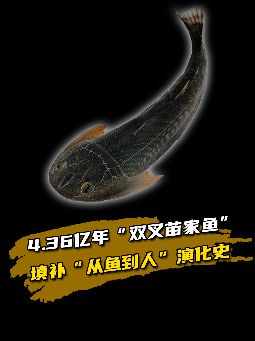4.36亿年“双叉苗家鱼”化石,填补“从鱼到人”演化史!
