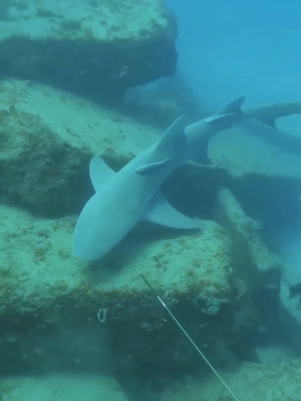 海底下的奇怪操作,难道石斑鱼不值钱吗?