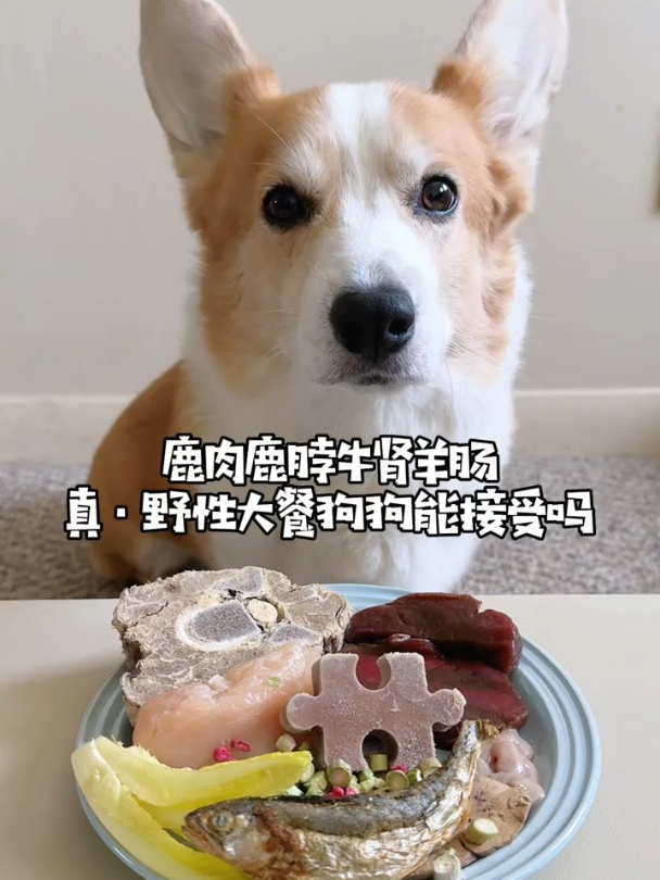 鹿肉鹿脖牛肾羊肠,真野性大餐,狗狗能接受吗
