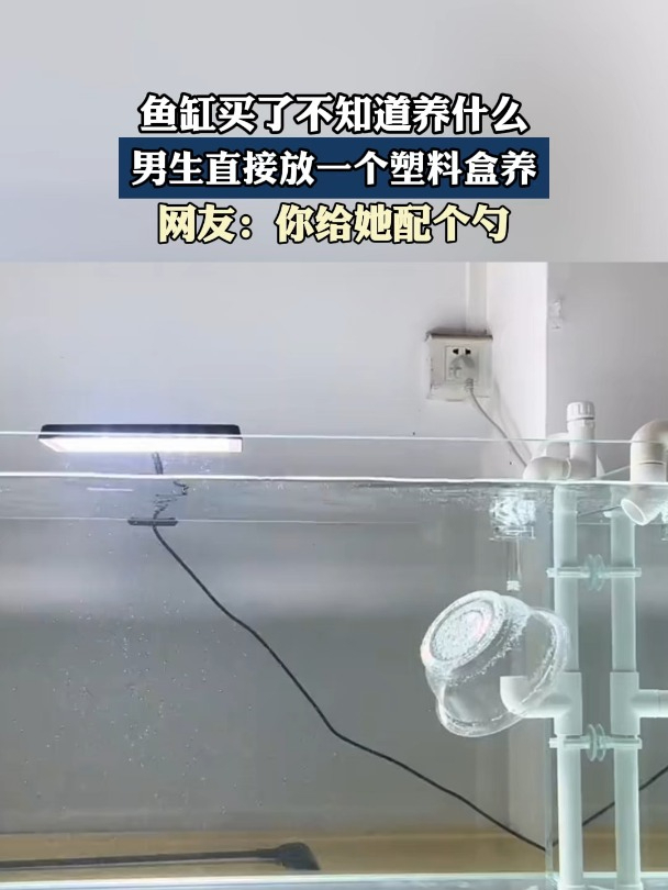 鱼缸买了不知道养什么,男生直接放一个塑料盒养
