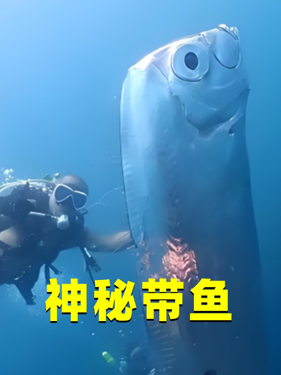 神秘的“末日鱼”,皇带鱼有多可怕?真能预示恐怖灾难发生?