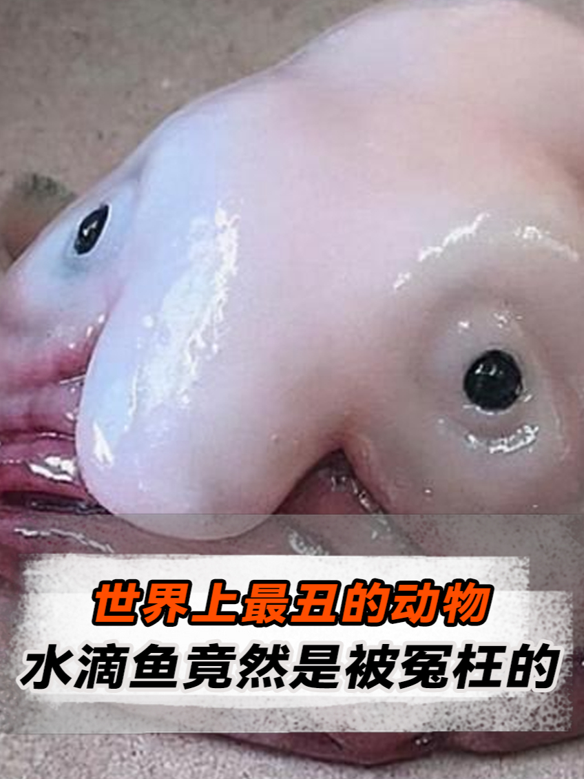 全身瘫软如泥,世界排名第一丑的水滴鱼!竟然是被冤枉的?