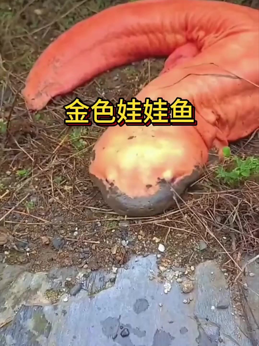 陆地上的金色娃娃鱼