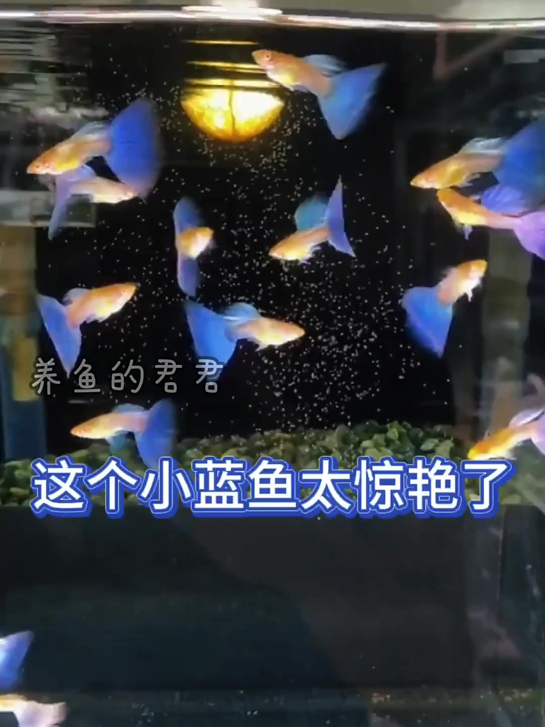 天空蓝孔雀鱼太好看啦,快来养起来吧!