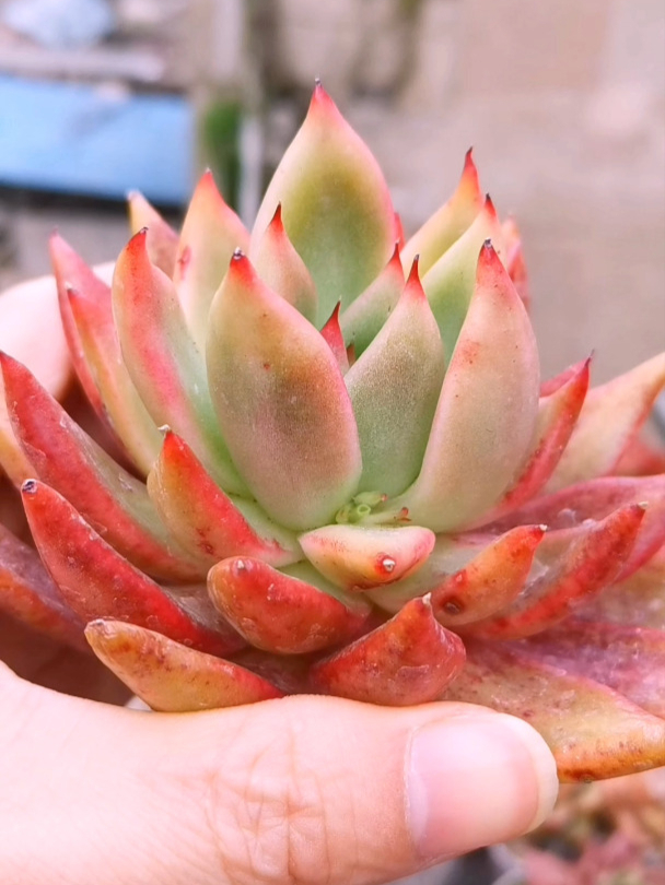 喜欢弗兰克这款多肉好多年,入手后却有点失望!