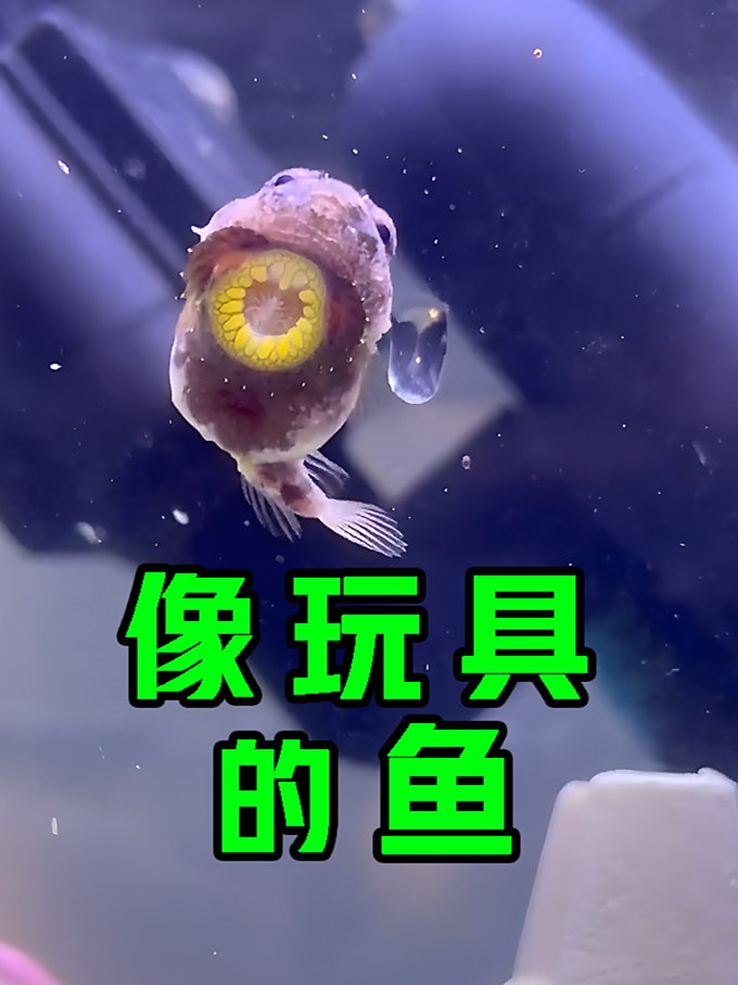 像玩具的鱼,居然还有吸盘,太可爱了