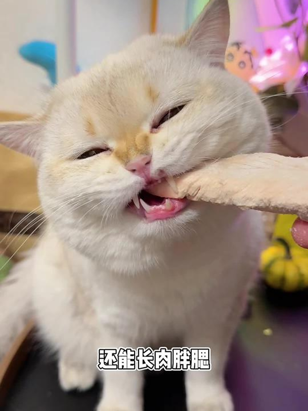 终于蹲到地狱厨房鸡小胸的大羊毛