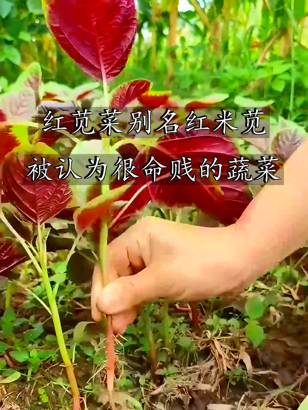 红苋菜别名红米苋,生命力超强,简直就是植物界的“小强”