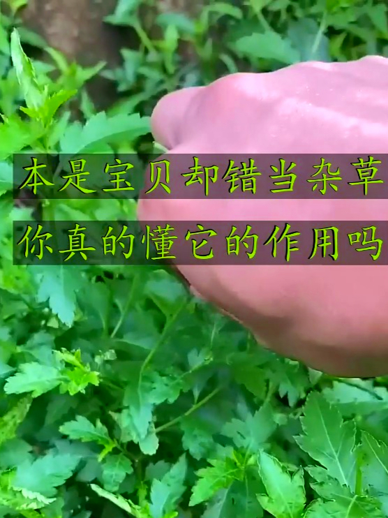 菊花脑也叫菊花叶,盯着手机眼睛容易疲劳,可以来点菊花脑做的菜