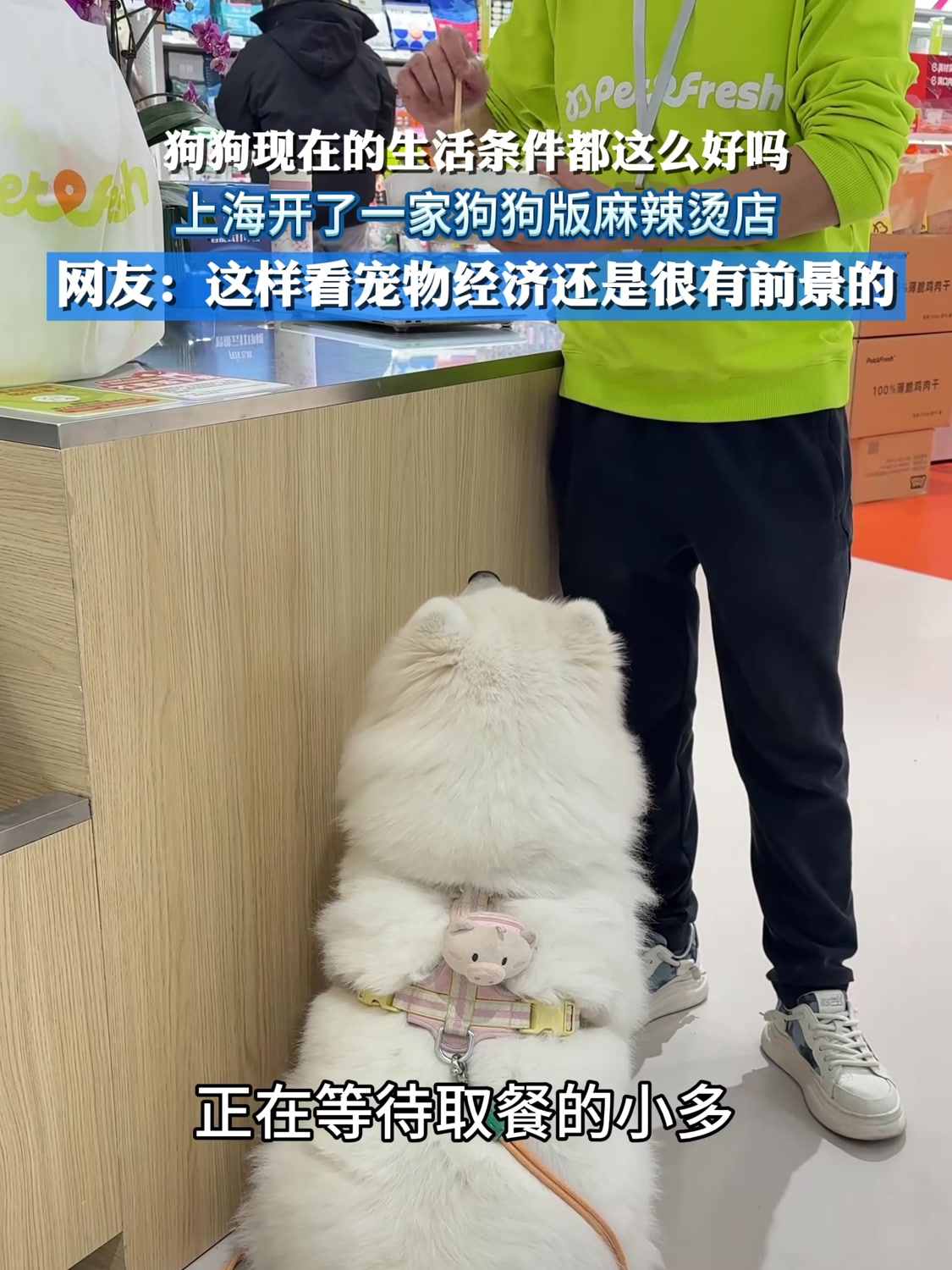 狗狗现在的生活条件都这么好吗?上海开了一家狗狗版麻辣烫店