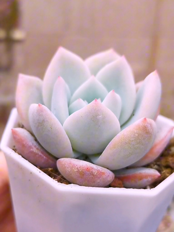 多肉嫦娥,给人一种冷白皮的感觉,确实很美!