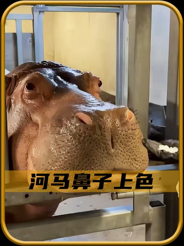 为什么要往河马鼻子上涂颜色!