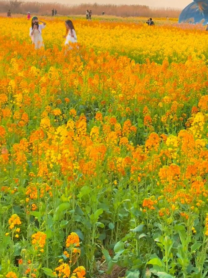“有一种春天叫油菜花”,云南彩色油菜花海惊艳绽放