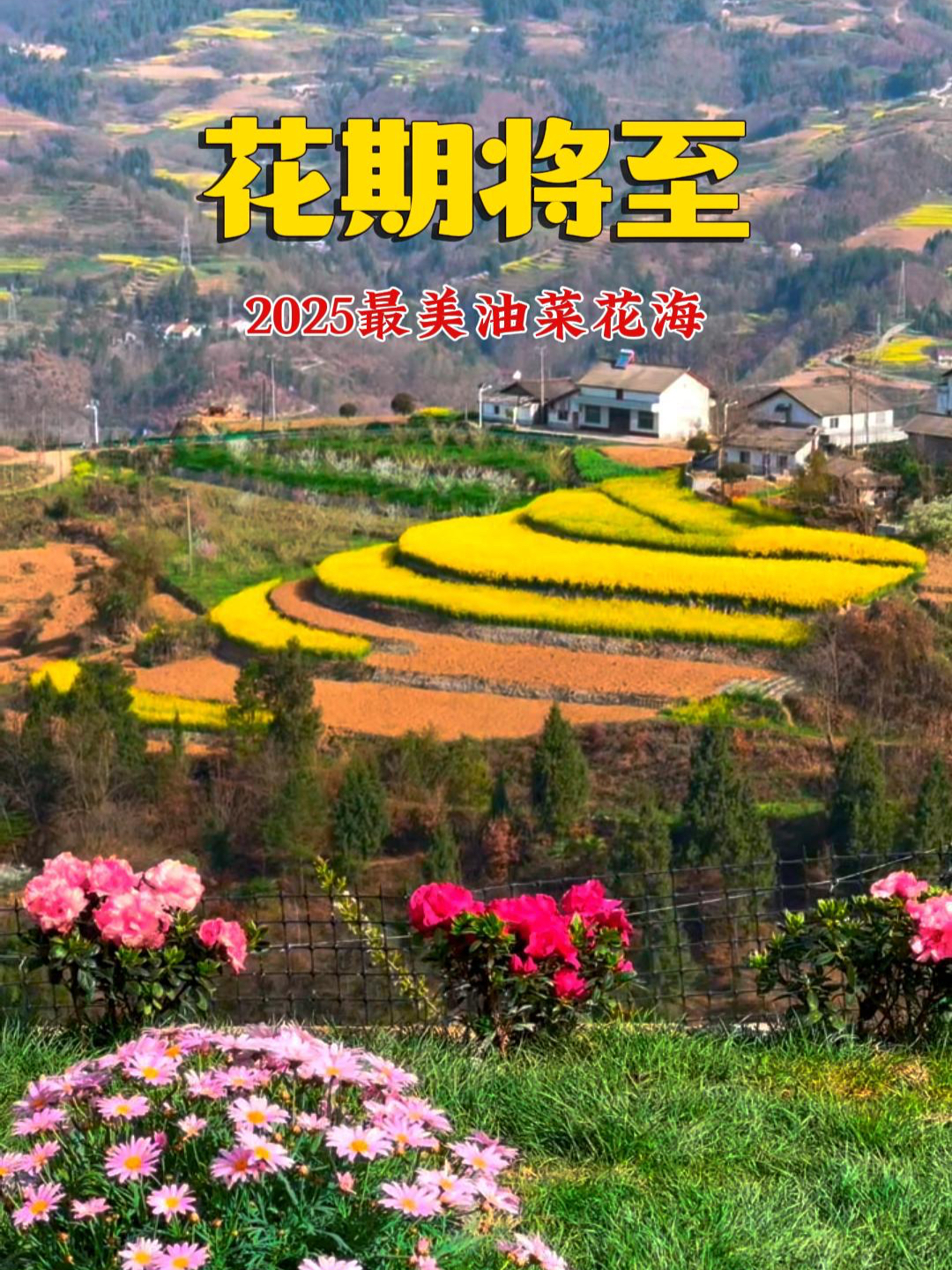 3月中旬进入开花期,这个春天记得来汉中赏油菜花海!