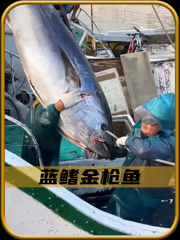 为什么蓝鳍金枪鱼是世界上最贵的鱼!