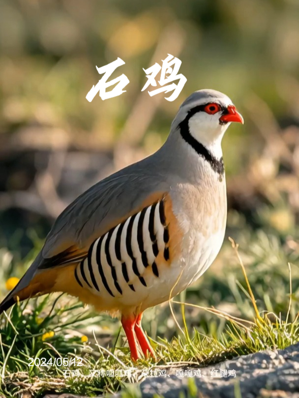 石鸡,又称呱呱鸡、朵拉鸡、嘎嘎鸡、红腿鸡