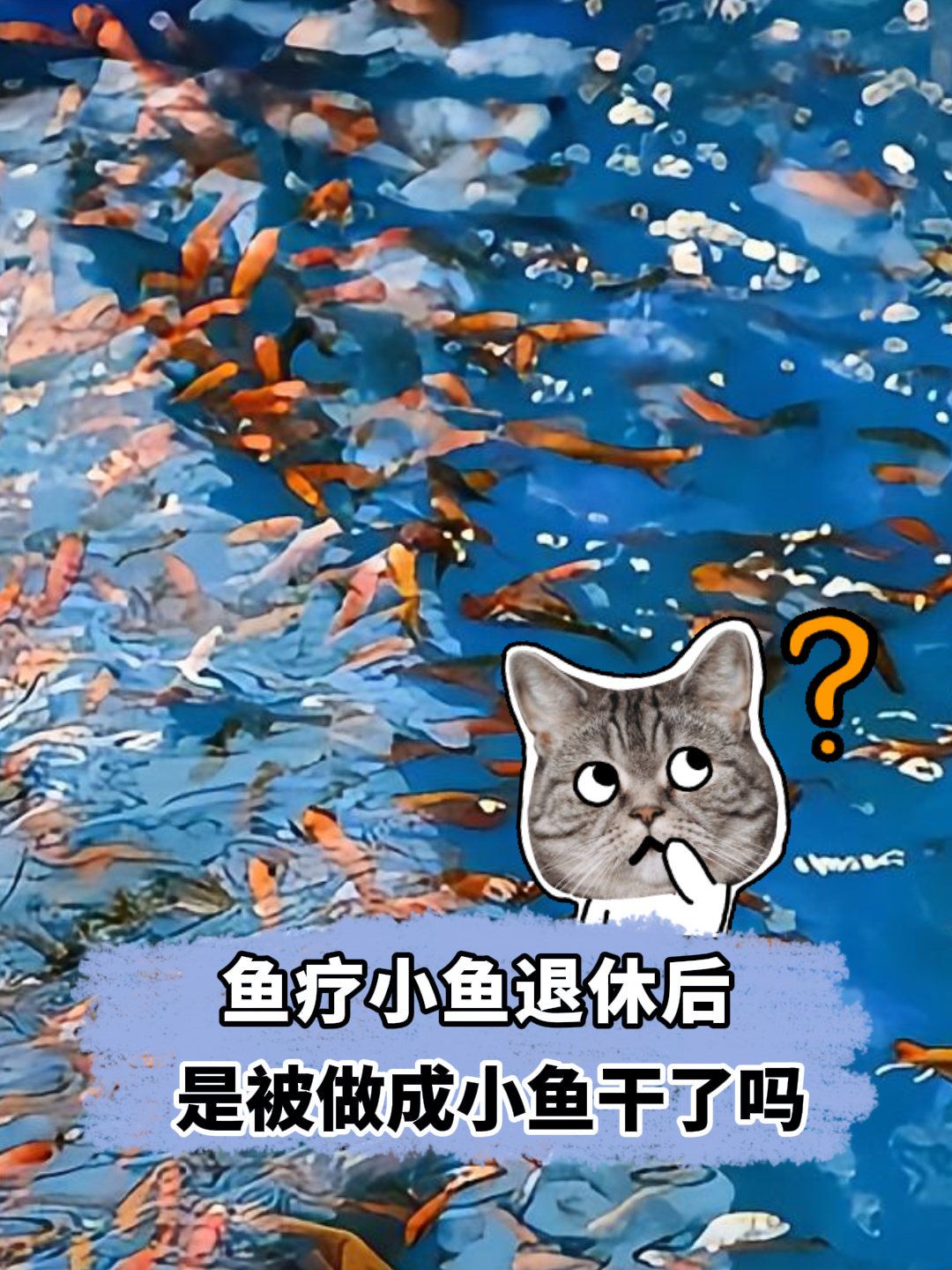 干鱼疗的小鱼“退休”后,都去了哪里?真的被做成小鱼干了吗?