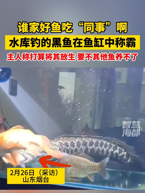 谁家好鱼吃“同事”啊,水库钓的黑鱼在鱼缸中称霸!主人称打算将其放生,要不其他鱼养不了