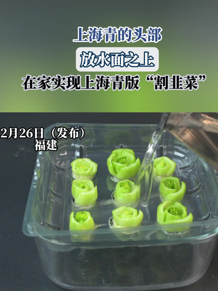 上海青的头部,放水面之上,在家实现上海青版“割韭菜”