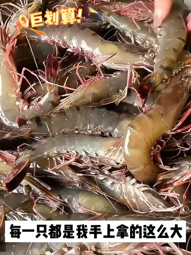 你没有吃过这种黑虎虾?活蹦乱跳黑虎虾,刚捞就发快来试试!