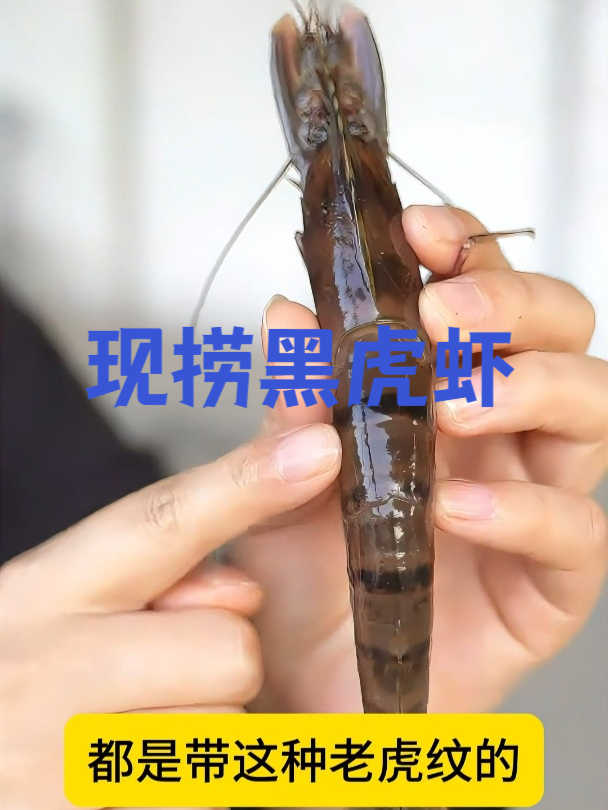 你没吃过?活蹦乱跳的黑虎虾,现捞现发!