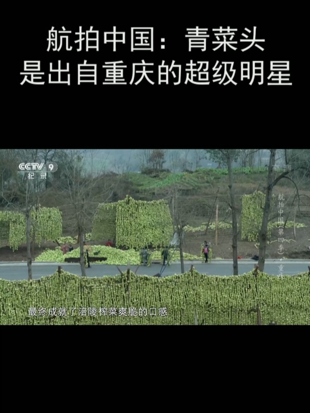 航拍中国:青菜头是出自重庆的超级明星