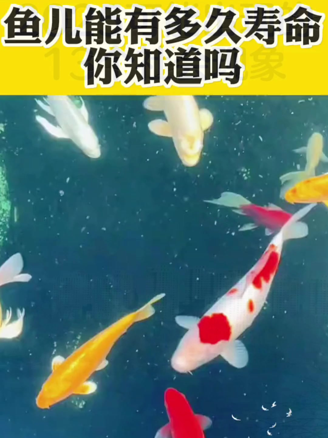 鱼儿能有多久寿命,你知道吗?