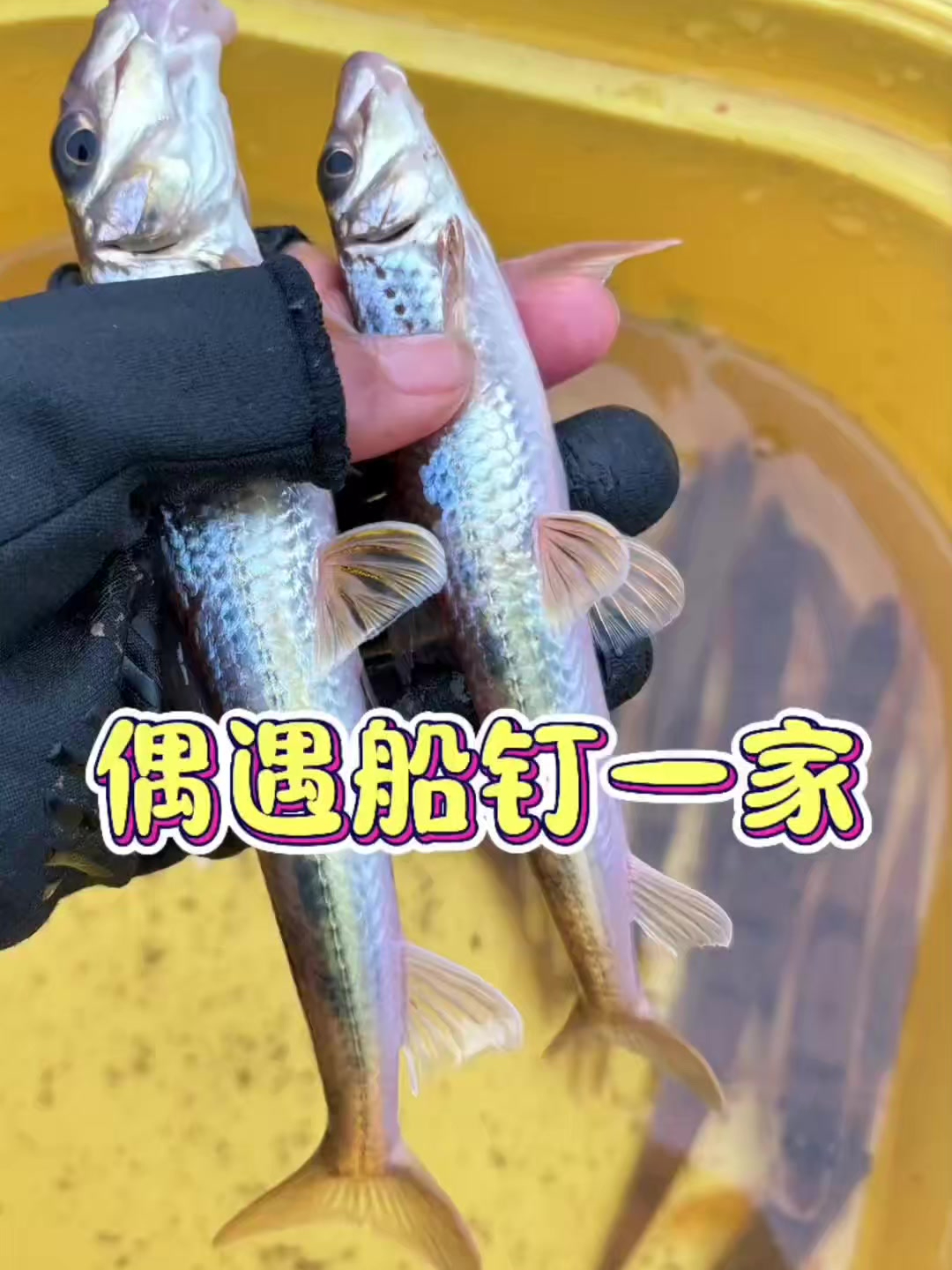 打的隔夜窝,没想到遇到船钉一家子