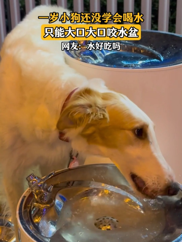 一岁小狗还没学会喝水,只能大口咬水盆,水好吃吗