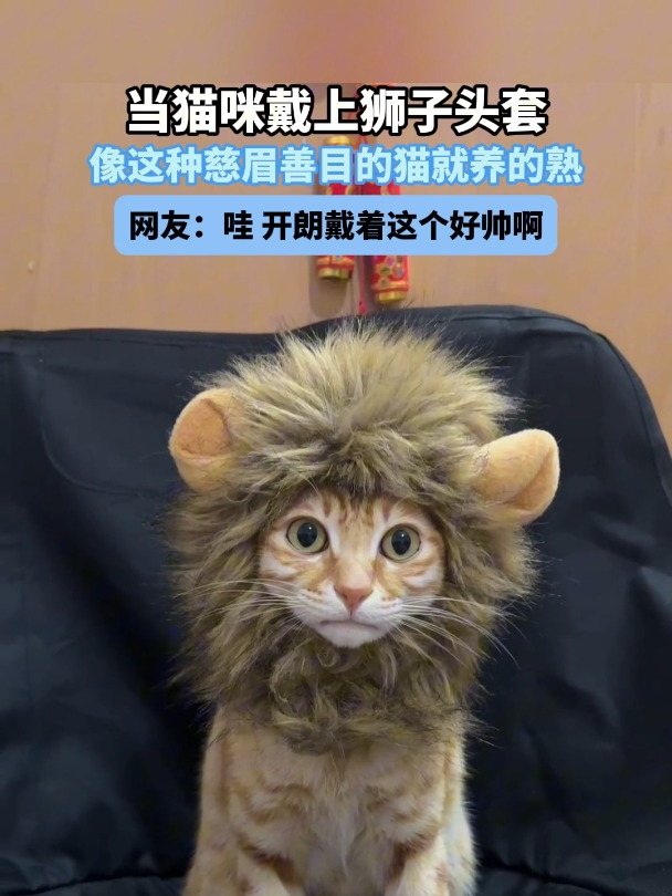 当猫咪戴上狮子头套 哇 开朗戴着这个好帅啊