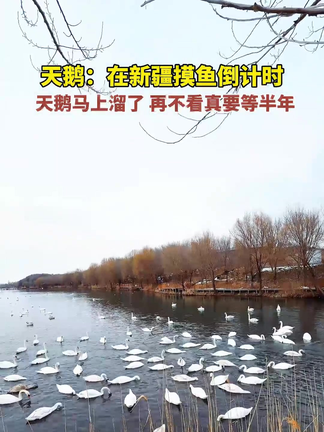 新疆伊宁县天鹅泉湿地公园2024秋冬至今迎来了876只天鹅越冬