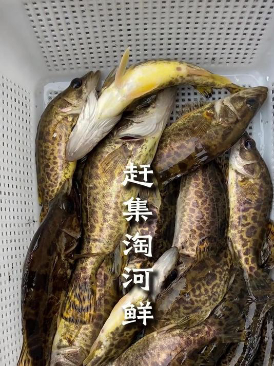 清晨赶集买河鲜,桂花鱼用盆来装,小鱼全部放流啊