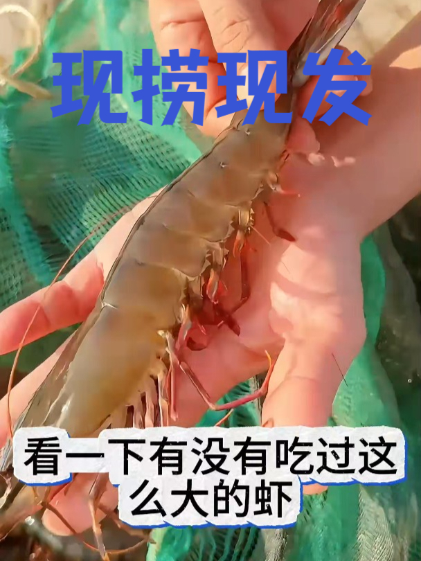 吃过这种活蹦乱跳现捕捞、新鲜的黑虎虾吗?快来试一试