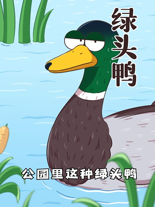 顶级“渣男”绿头鸭和锅里的鸭鸭有什么关系?
